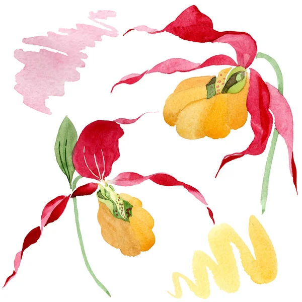 Frauenschuh Orchideen Aquarell Illustration Set isoliert auf weiß — Stockfoto