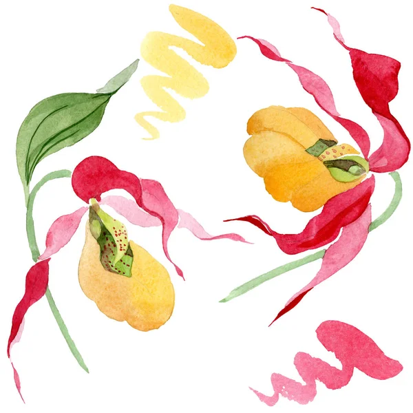 Dama zapatilla orquídeas acuarela ilustración conjunto aislado en blanco - foto de stock