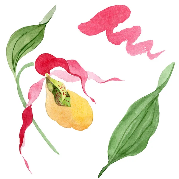 Dama zapatilla orquídea acuarela ilustración conjunto aislado en blanco - foto de stock