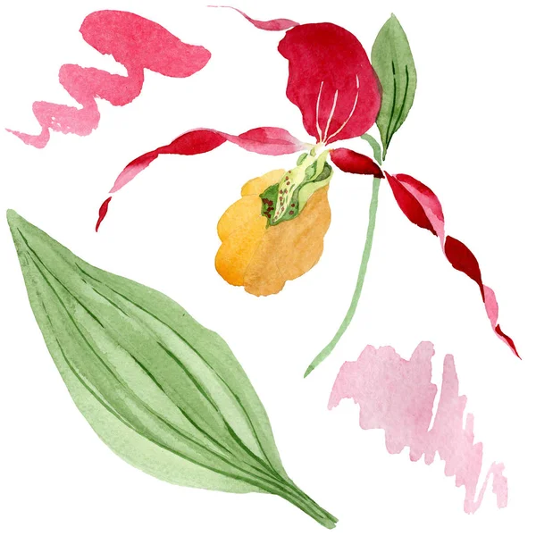 Frauenschuh Orchidee Aquarell Illustration Set isoliert auf weiß — Stockfoto