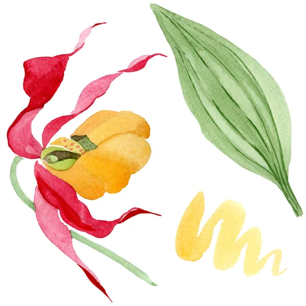 Dame pantoufle orchidée aquarelle ensemble d'illustration isolé sur blanc — Photo de stock
