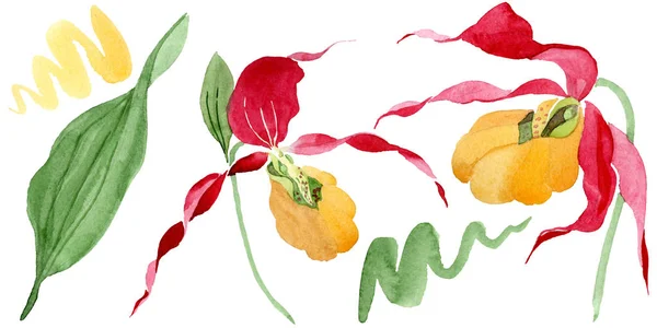 Frauenschuh Orchideen Aquarell Illustration Set isoliert auf weiß — Stockfoto