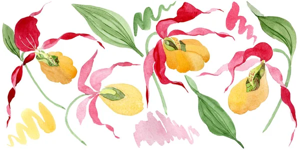 Dama zapatilla orquídeas acuarela ilustración conjunto aislado en blanco - foto de stock
