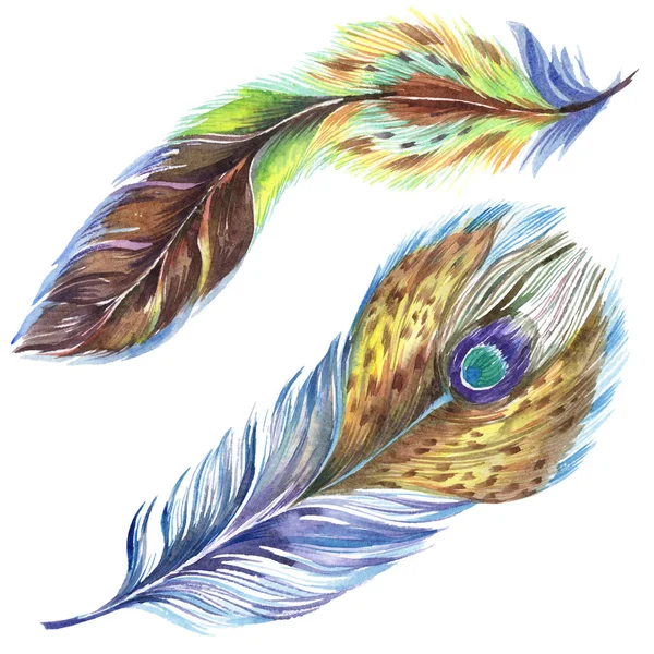 Colorful watercolor feathers isolated on white illustration elements. — Stock Photo