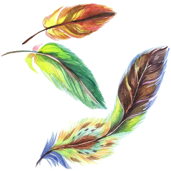 Colorful watercolor feathers isolated on white illustration elements. — Stock Photo