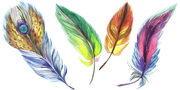 Plumas de acuarela coloridas aisladas en elementos de ilustración blancos . - foto de stock