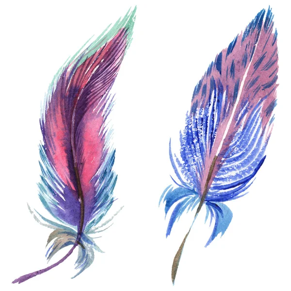 Colorful watercolor feathers isolated on white illustration elements. — Stock Photo