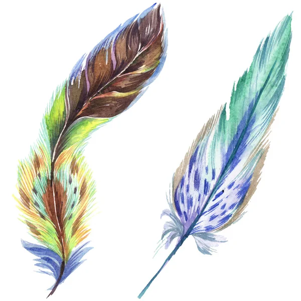 Colorful watercolor feathers isolated on white illustration elements. — Stock Photo