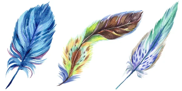 Colorful watercolor feathers isolated on white illustration elements. — Stock Photo