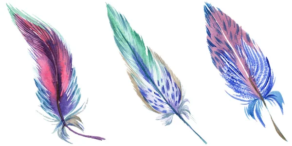 Colorful watercolor feathers isolated on white illustration elements. — Stock Photo