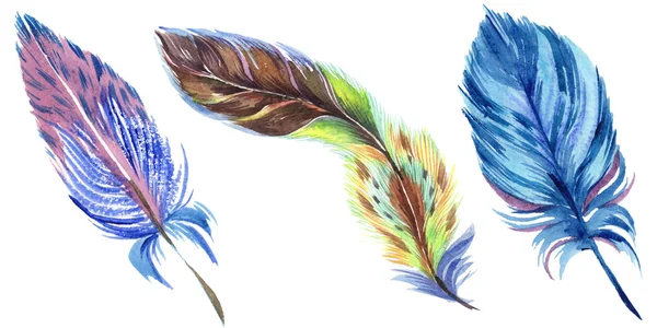Красочные акварельные перья, изолированные на белых элементах иллюстрации . — стоковое фото