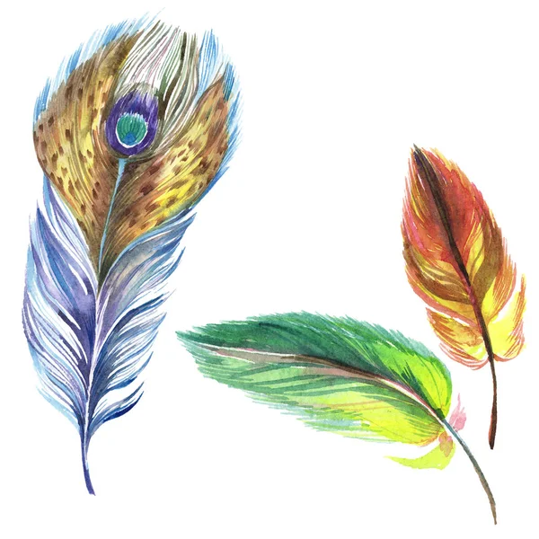 Des plumes colorées. Plume d'oiseau aquarelle de l'aile isolée. Plume Aquarelle pour fond, texture, motif enveloppant, cadre ou bordure. Élément isolé d'illustration de plumes . — Photo de stock