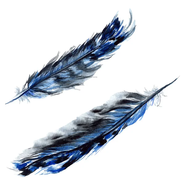 Black feathers watercolor drawing. Isolated illustration elements. — Stock Photo