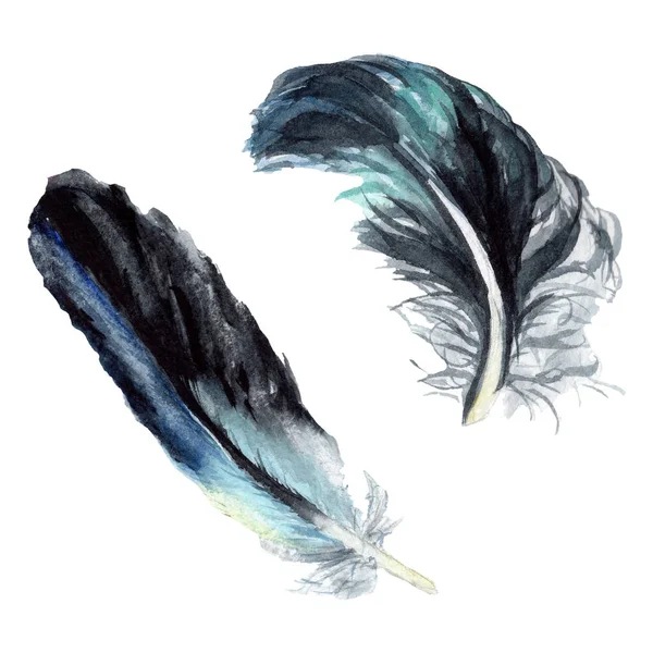 Black feathers watercolor drawing. Isolated illustration elements. — Stock Photo