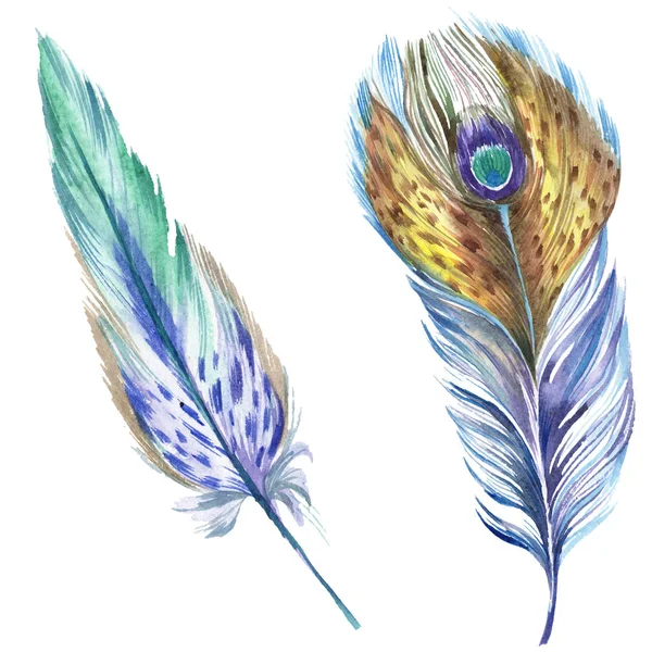 Des plumes colorées. Plume d'oiseau aquarelle de l'aile isolée. Plume Aquarelle pour fond, texture, motif enveloppant, cadre ou bordure. Élément isolé d'illustration de plumes . — Photo de stock