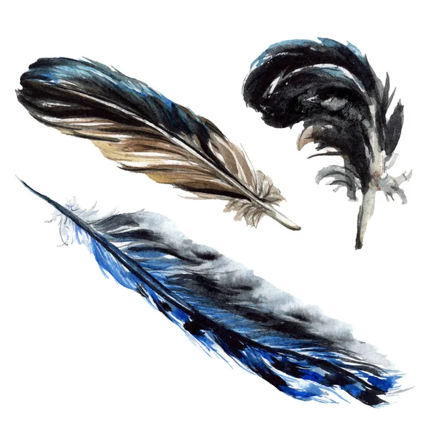 Black feathers watercolor drawing. Isolated illustration elements. — Stock Photo