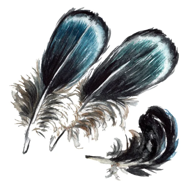 Black feathers watercolor drawing. Isolated illustration elements. — Stock Photo