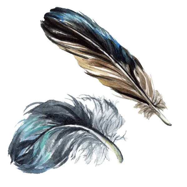 Plumas negras acuarela dibujo. Elementos de ilustración aislados . - foto de stock