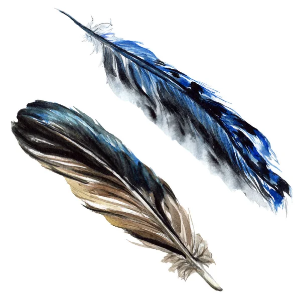 Black feathers watercolor drawing. Isolated illustration elements. — Stock Photo