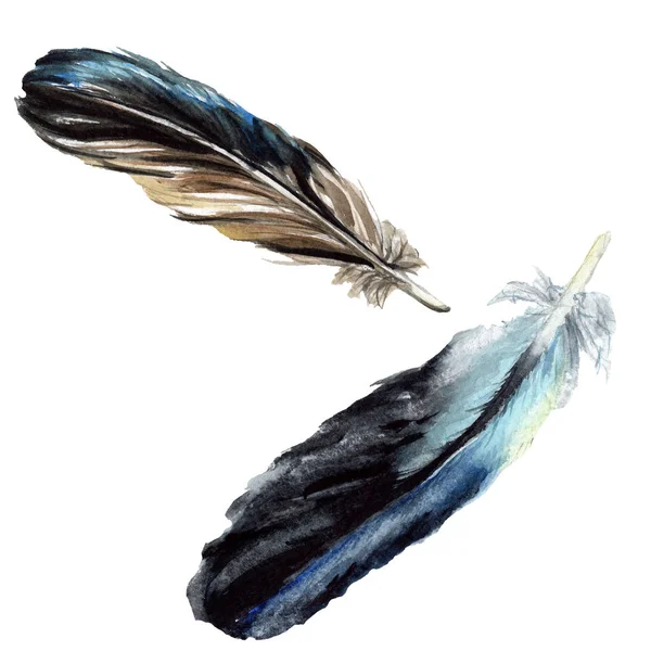 Черные перья акварельный рисунок. Изолированные элементы иллюстрации . — стоковое фото
