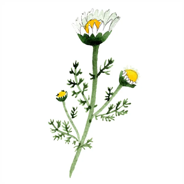 Kamillenpflanze mit Blumen. Frühling weiße Wildblume isoliert. Aquarell Hintergrundillustration Set. Aquarellzeichnung Modeaquarell isoliert. Isolierte Kamille als Illustrationselement. — Stockfoto