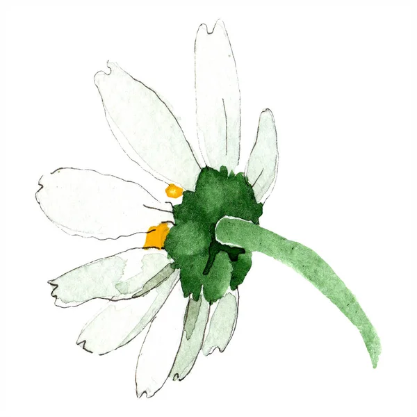 Fiore di camomilla. Primavera fiore selvatico bianco isolato. Acquerello sfondo illustrazione set. Acquerello disegno moda acquerello isolato. Elemento di illustrazione camomilla isolata . — Foto stock