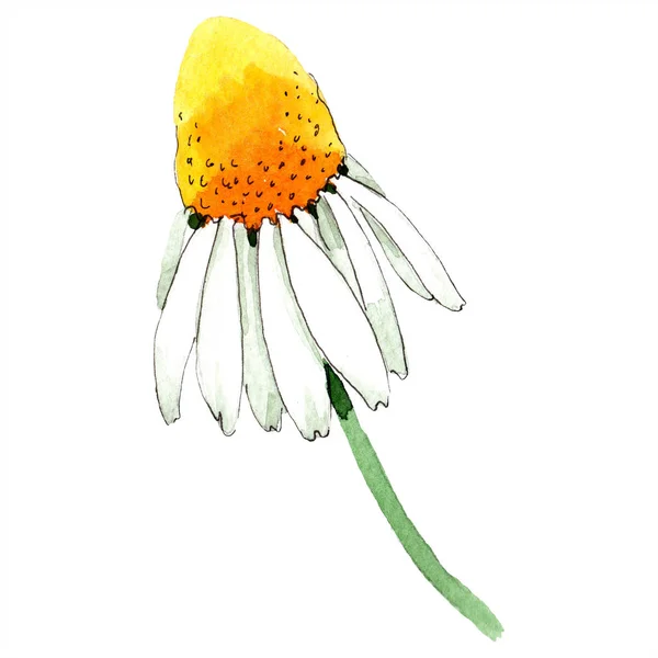 Fleur de camomille. Fleurs sauvages blanches printanières isolées. Ensemble d'illustration de fond aquarelle. Aquarelle dessin mode aquarelle isolé. Élément d'illustration de camomille isolée . — Photo de stock