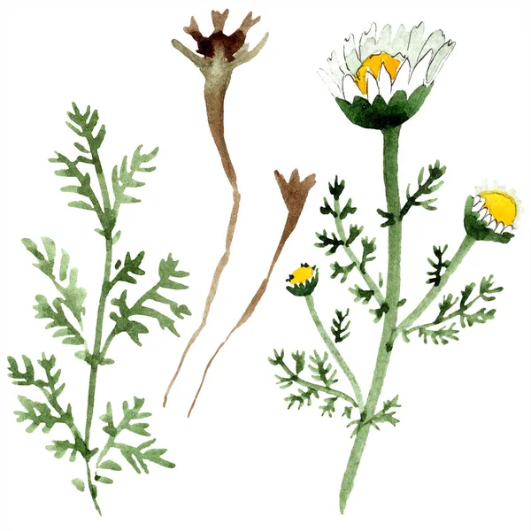 Fleurs et feuilles de camomille. Ensemble d'illustration de fond aquarelle. Aquarelle dessin mode aquarelle isolé. Élément d'illustration de camomille isolée . — Photo de stock