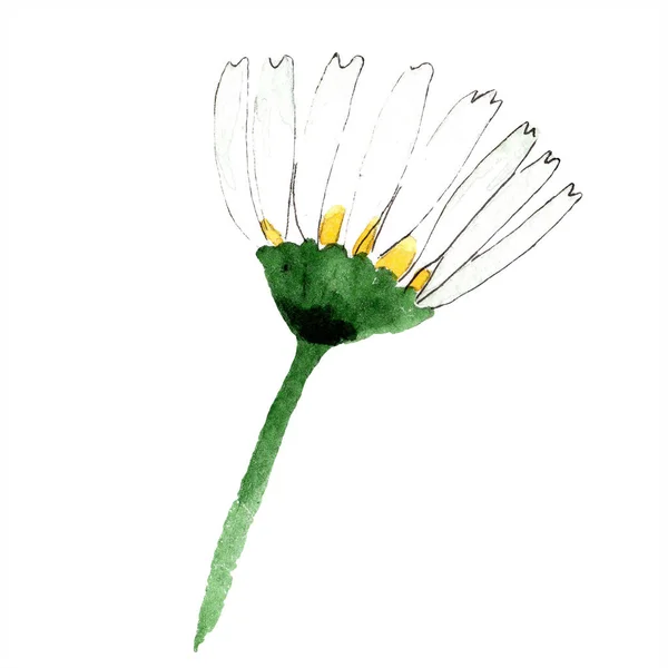 Kamillenblüte. Frühling weiße Wildblume isoliert. Aquarell Hintergrundillustration Set. Aquarellzeichnung Modeaquarell isoliert. Isolierte Kamille als Illustrationselement. — Stockfoto