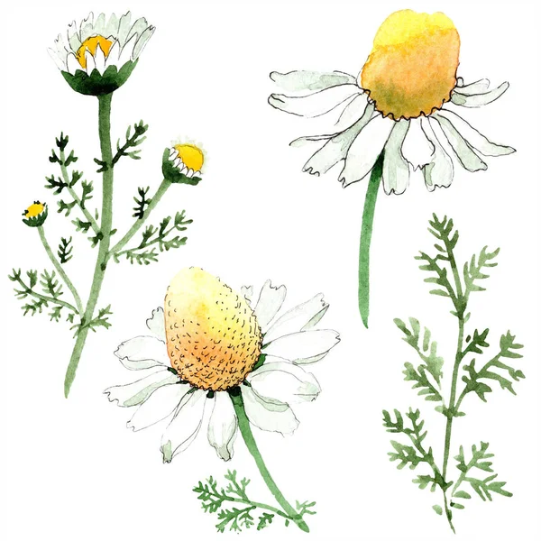 Chamomile flowers and leaves. Watercolor background illustration set. Watercolour drawing fashion aquarelle isolated. Isolated chamomile illustration element. — Stock Photo