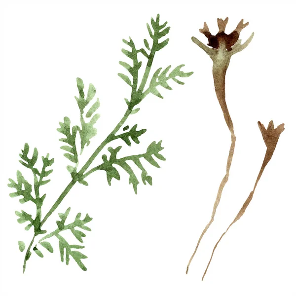 Flor botánica de manzanilla. Flor silvestre de hoja de primavera aislada. Conjunto de ilustración de fondo acuarela. Acuarela dibujo moda acuarela aislado. Elemento de ilustración de manzanilla aislada . - foto de stock