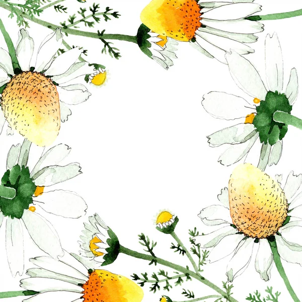 Primavera selvaggia Fiori di camomilla. Acquerello sfondo illustrazione set. Acquerello disegno moda acquerello isolato. Bordo quadro — Foto stock