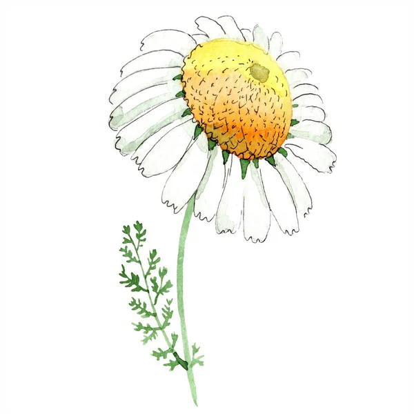 Fiore di camomilla. Primavera fiore selvatico bianco isolato. Acquerello sfondo illustrazione set. Acquerello disegno moda acquerello isolato. Elemento di illustrazione camomilla isolata . — Foto stock