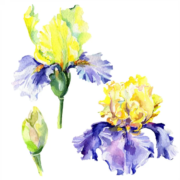 Iris amarillo púrpura. Flores de primavera aisladas en blanco. Conjunto de ilustración de fondo acuarela. Acuarela dibujo moda aquarelle aislado . - foto de stock