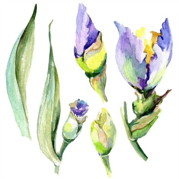 Iris amarillo púrpura. Flores de primavera aisladas en blanco. Conjunto de ilustración de fondo acuarela. Acuarela dibujo moda aquarelle aislado . - foto de stock