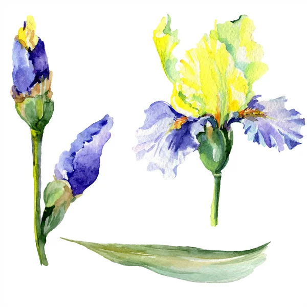 Purpurgelbe Schwertlilien. Frühlingsblumen isoliert auf weiß. Aquarell Hintergrundillustration Set. Aquarell Zeichnung Mode Aquarell isoliert. — Stockfoto