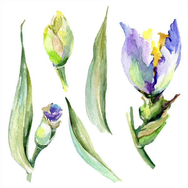 Iris amarillo púrpura. Brotes de primavera aislados en blanco. Conjunto de ilustración de fondo acuarela. Acuarela dibujo moda aquarelle aislado . - foto de stock
