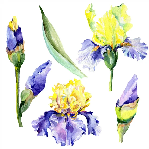 Purpurgelbe Schwertlilien. Frühlingsblumen isoliert auf weiß. Aquarell Hintergrundillustration Set. Aquarell Zeichnung Mode Aquarell isoliert. — Stockfoto