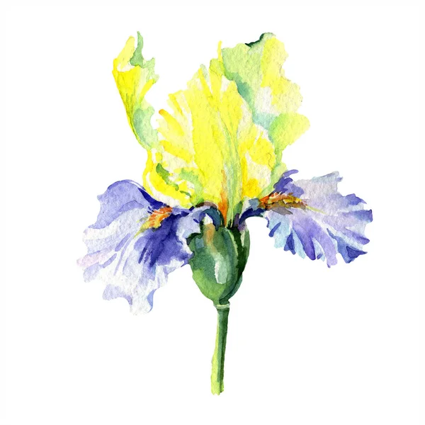 Purple yellow iris. Spring flower isolated on white. Watercolor background illustration set. Watercolour drawing fashion aquarelle isolated. — Stock Photo