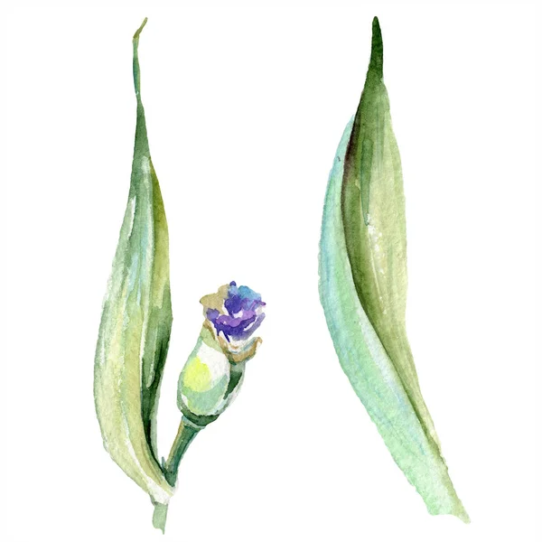 Purpurgelbe Iris. Frühlingsknospe isoliert auf weiß. Aquarell Hintergrundillustration Set. Aquarell Zeichnung Mode Aquarell isoliert. — Stockfoto