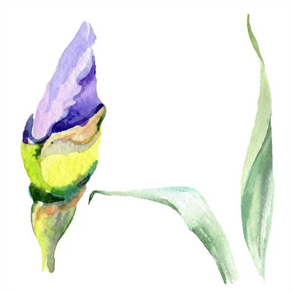 Iris amarillo púrpura. Brote de primavera aislado en blanco. Conjunto de ilustración de fondo acuarela. Acuarela dibujo moda aquarelle aislado . - foto de stock