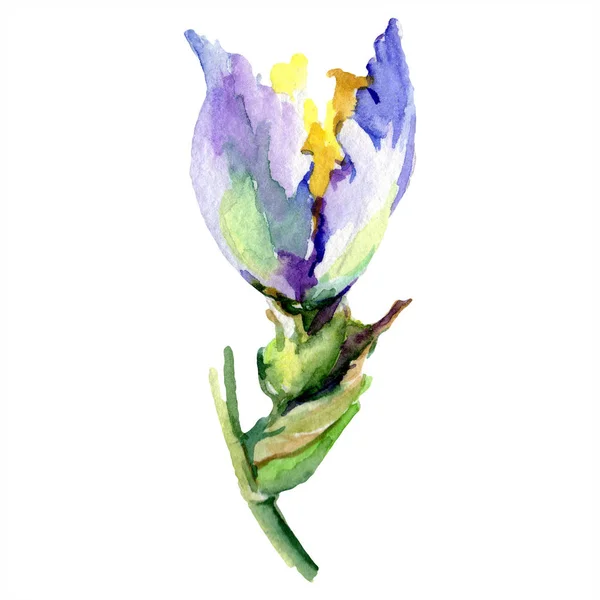 Iris amarillo púrpura. Flor de primavera aislada en blanco. Conjunto de ilustración de fondo acuarela. Acuarela dibujo moda aquarelle aislado . - foto de stock