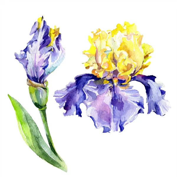Purpurgelbe Schwertlilien. Frühlingsblumen isoliert auf weiß. Aquarell Hintergrundillustration Set. Aquarell Zeichnung Mode Aquarell isoliert. — Stockfoto