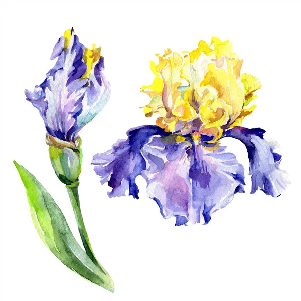 Purple yellow irises. Spring flowers isolated on white. Watercolor background illustration set. Watercolour drawing fashion aquarelle isolated. — Stock Photo