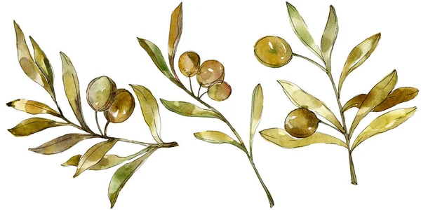 Зелені оливки акварельний фон. Акварельний малюнок моди акварель ізольовано. Ізольовані оливки елемент ілюстрації . — стокове фото