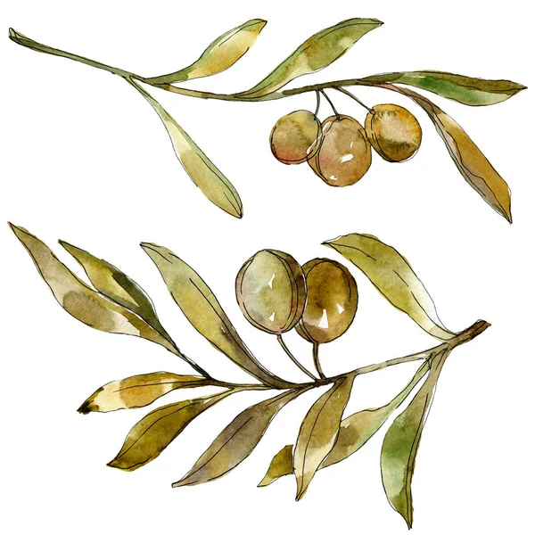 Olives vertes aquarelle fond illustration ensemble. Aquarelle dessin mode aquarelle isolé. Elément d'illustration olives isolées . — Photo de stock