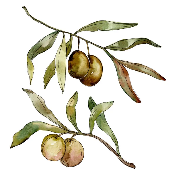 Olives vertes aquarelle fond illustration ensemble. Aquarelle dessin mode aquarelle isolé. Elément d'illustration olives isolées . — Photo de stock