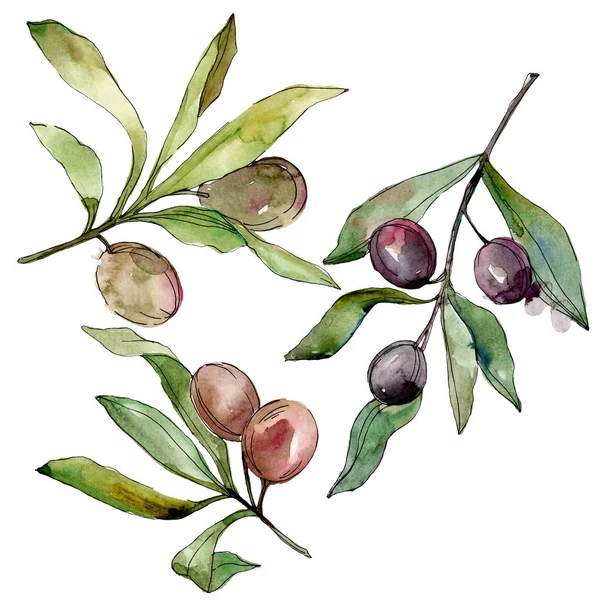Aceitunas negras acuarela fondo ilustración conjunto. Acuarela dibujo moda aquarelle. Elemento ilustrativo de aceitunas aisladas . — Stock Photo