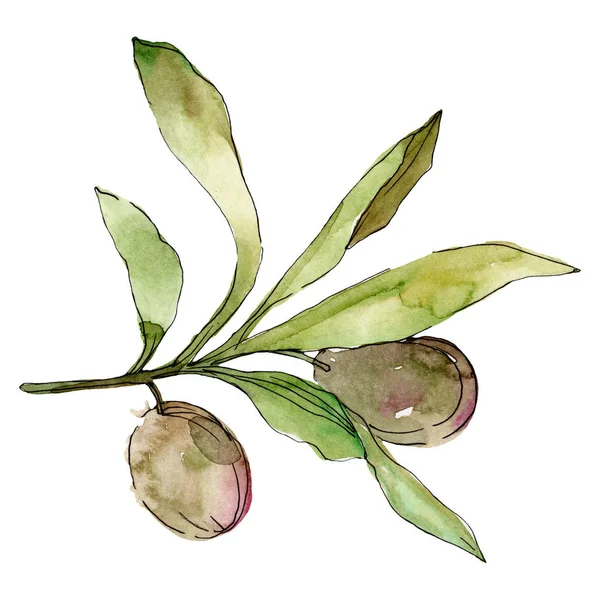 Olives noires aquarelle fond illustration ensemble. Aquarelle dessin mode aquarelle. Elément d'illustration olives isolées . — Photo de stock