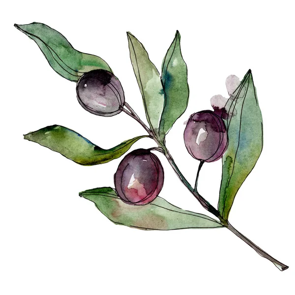 Olives noires aquarelle fond illustration ensemble. Aquarelle dessin mode aquarelle. Elément d'illustration olives isolées . — Photo de stock